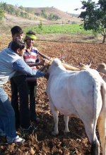 Livestock
